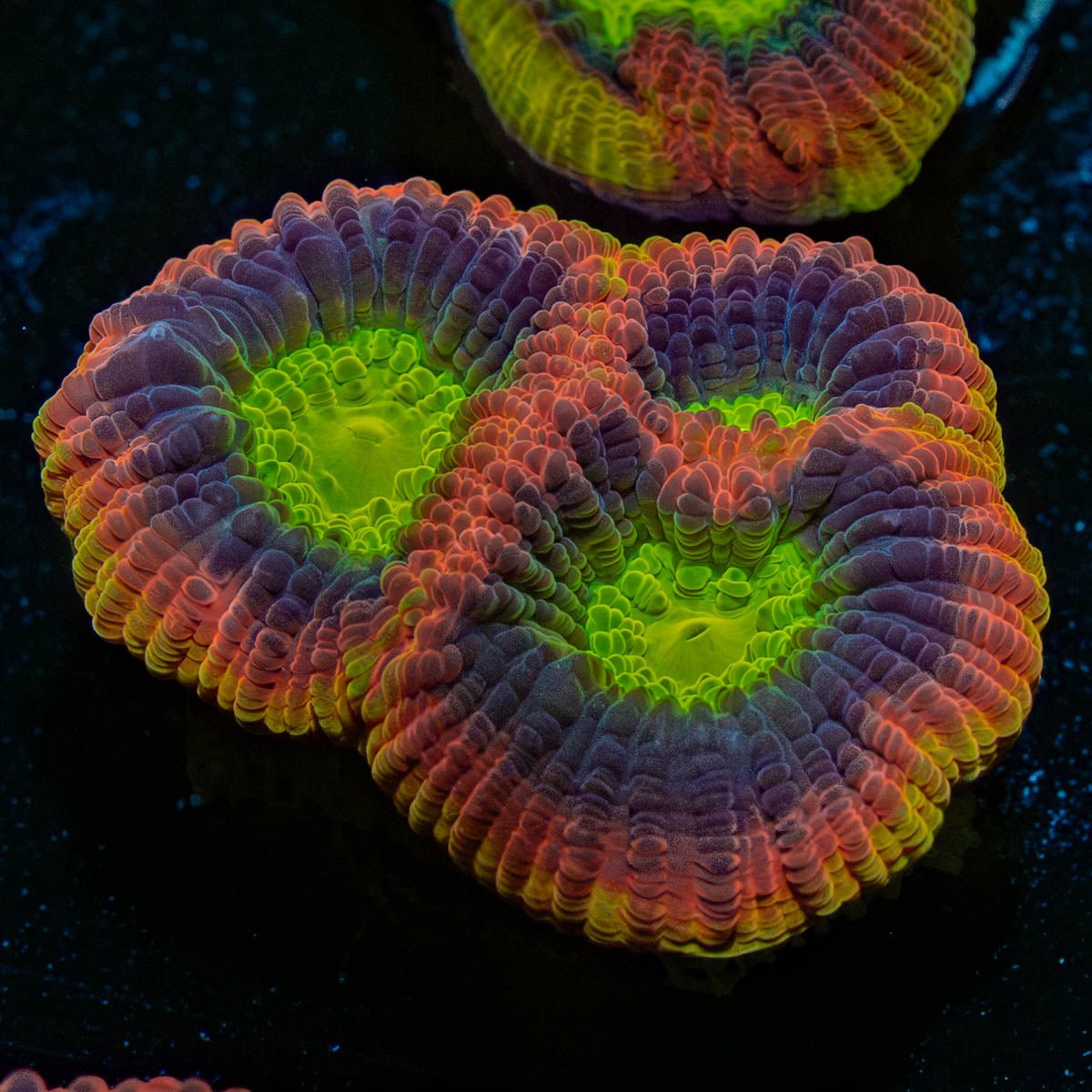 Dragon Soul Favia - riptide aquaculture llc