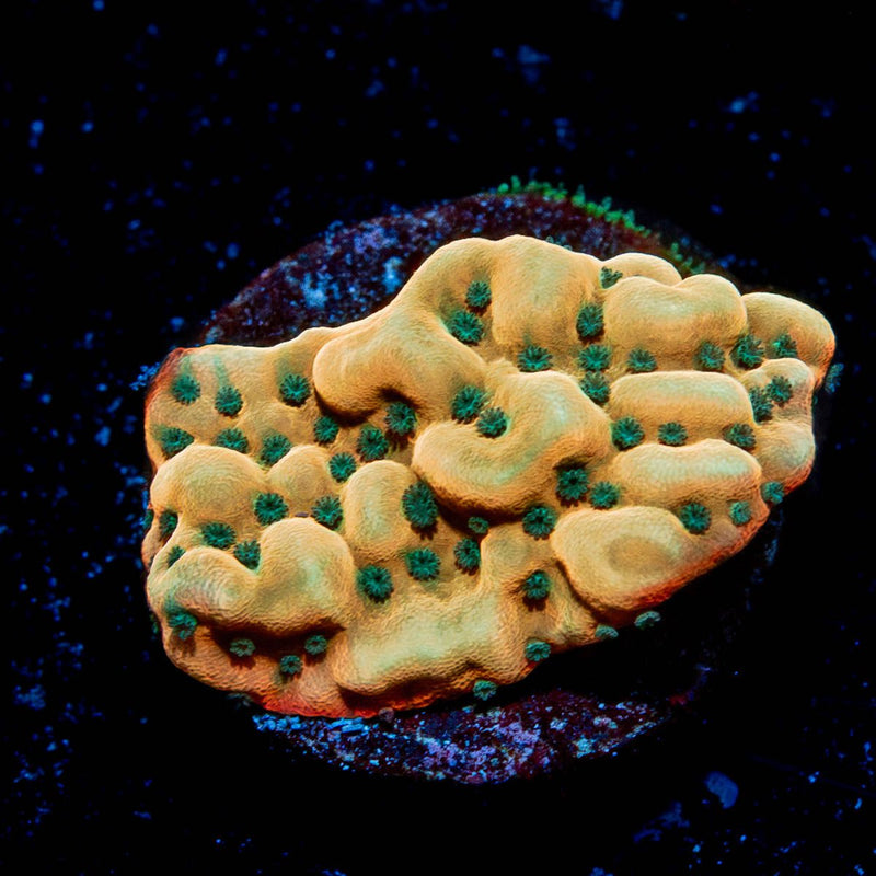 Alter Ego Montipora