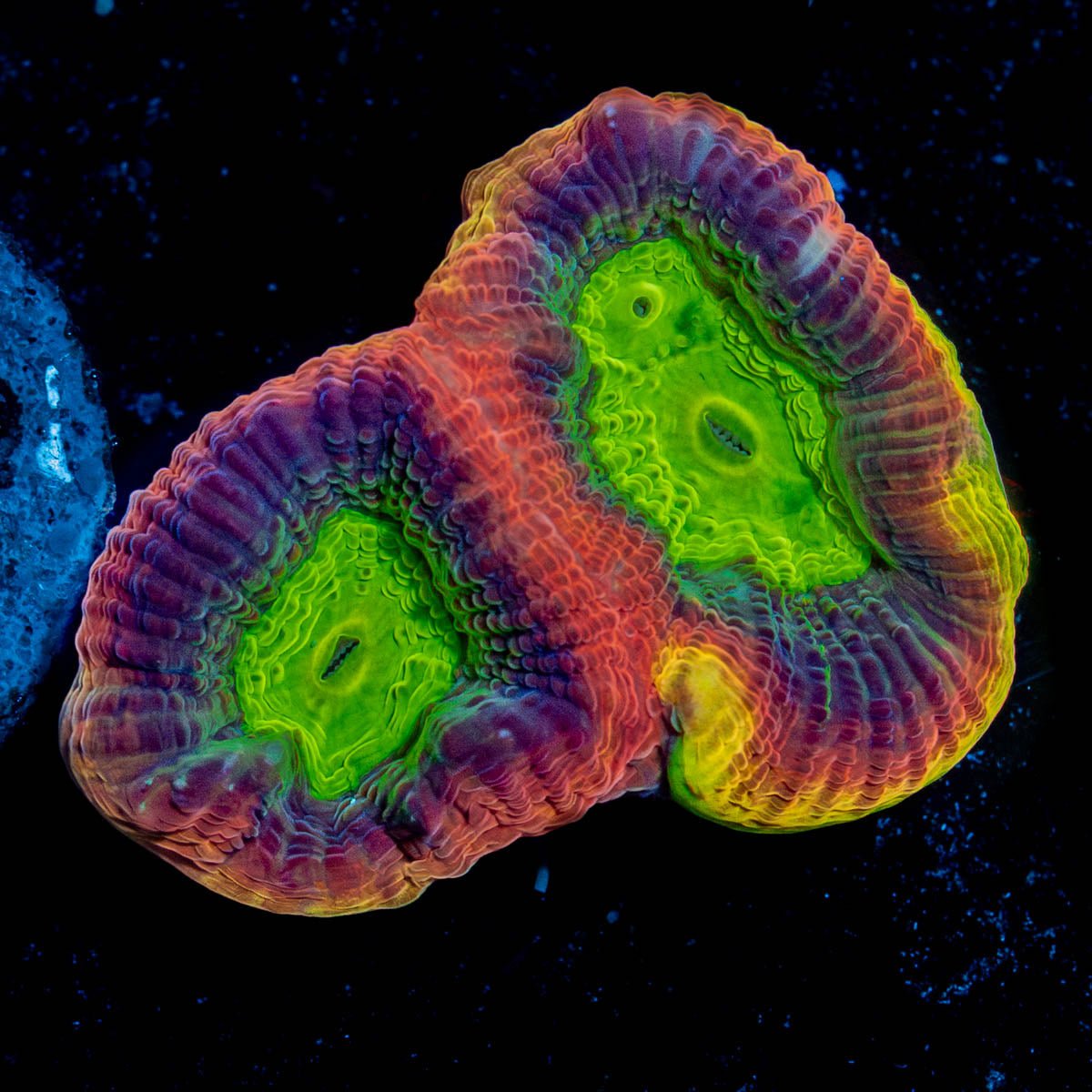 Dragon Soul Favia - riptide aquaculture llc