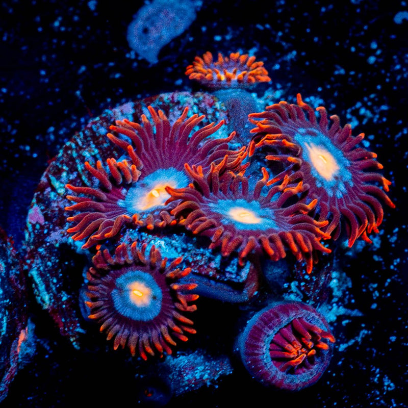 Stitches Zoanthid