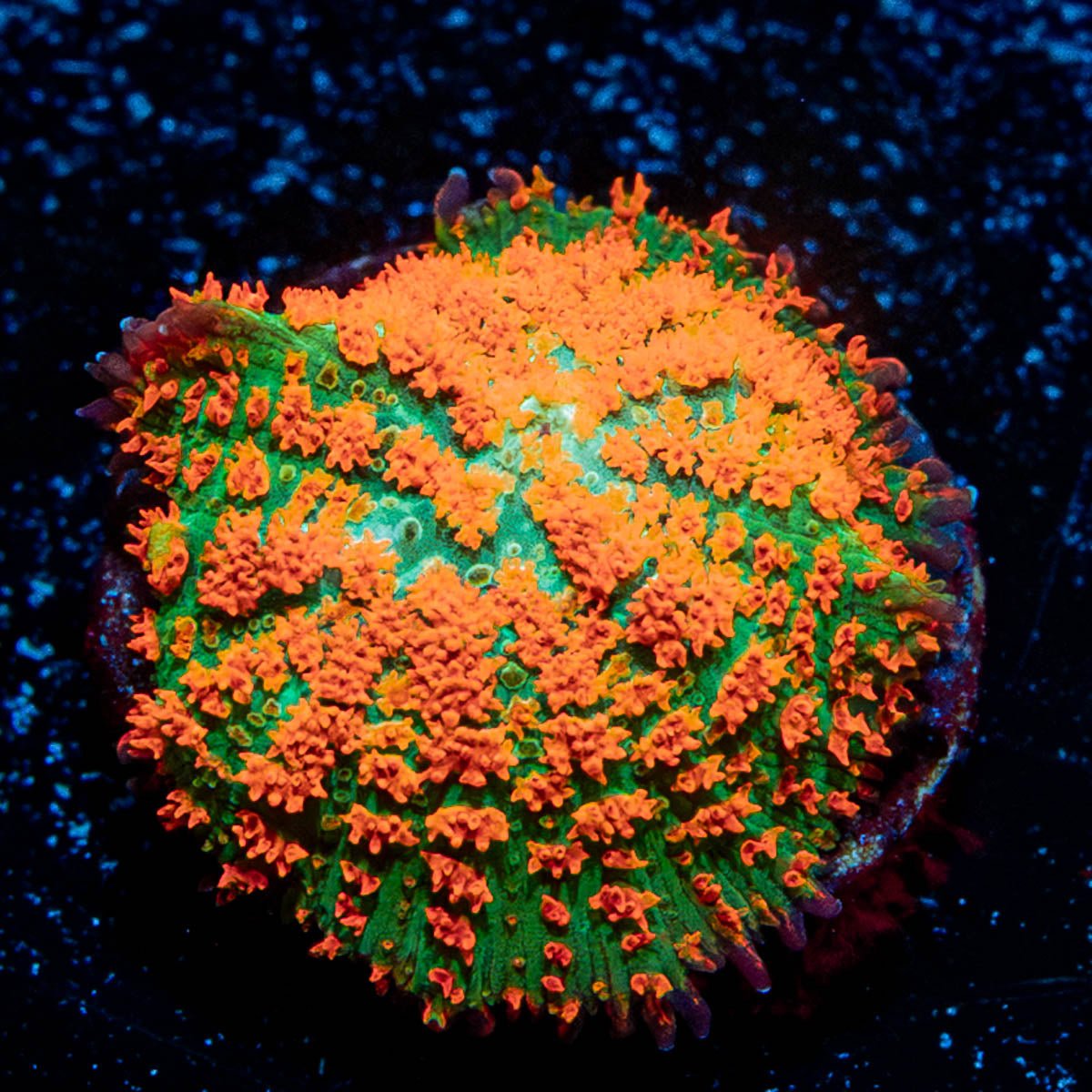 Atomic FireBall Mushroom - riptide aquaculture llc