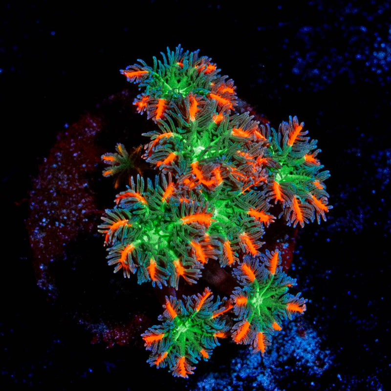 ARC Firework Clove Polyps