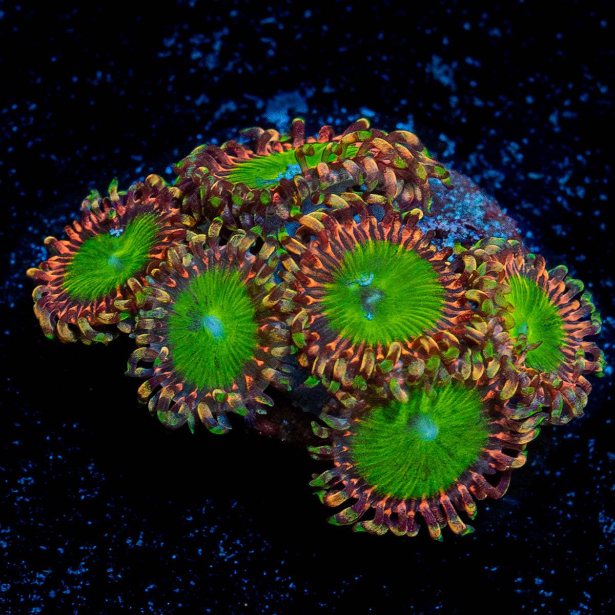 Rainbow Trolls Zoanthid - riptide aquaculture llc