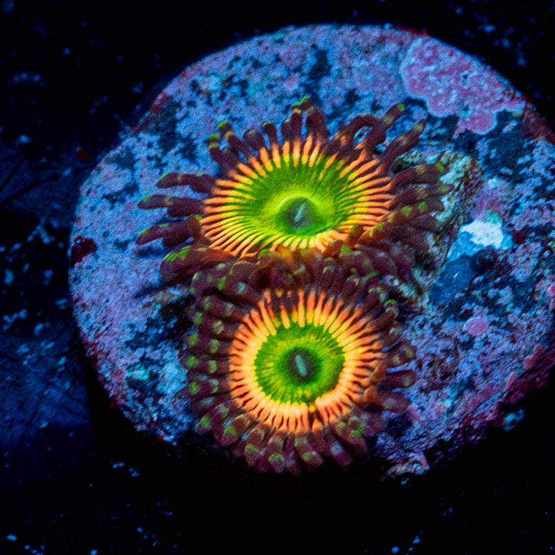Peach Tea Zoanthid