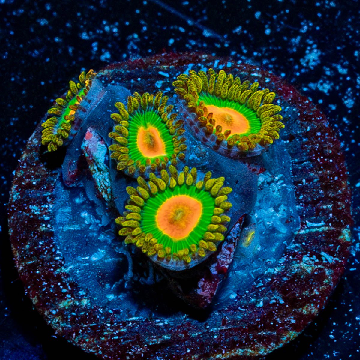 Rasta Zoanthid - riptide aquaculture llc