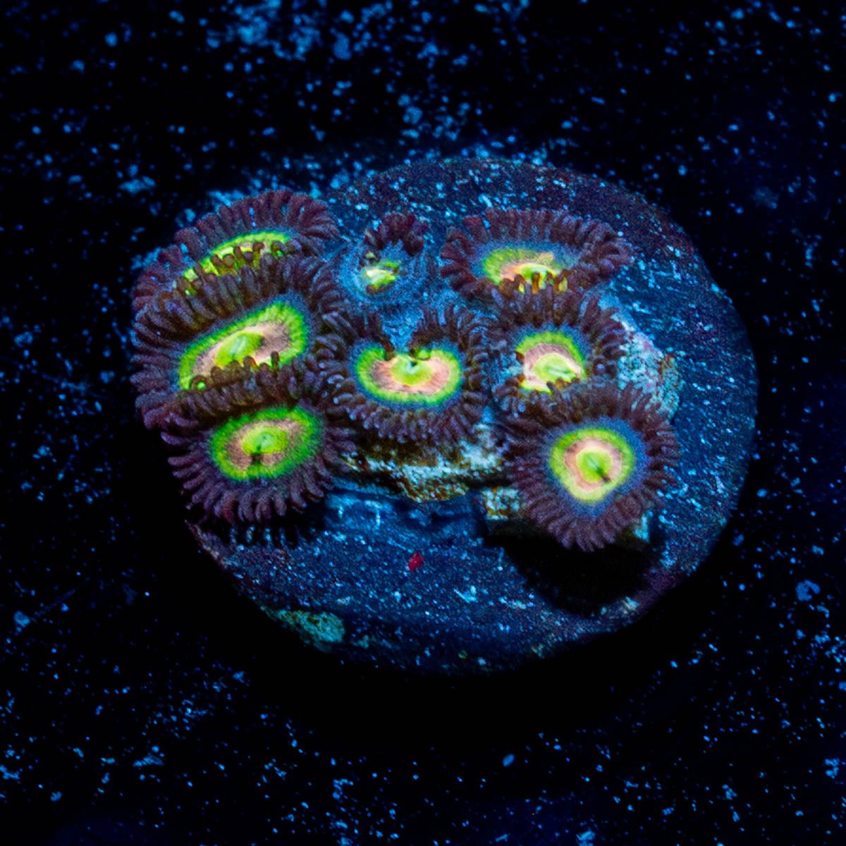 Sub Zero Zoanthid - riptide aquaculture llc