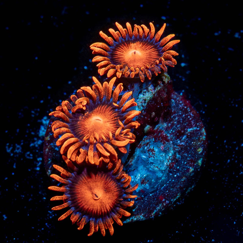 Orange Bam Bam Zoanthid