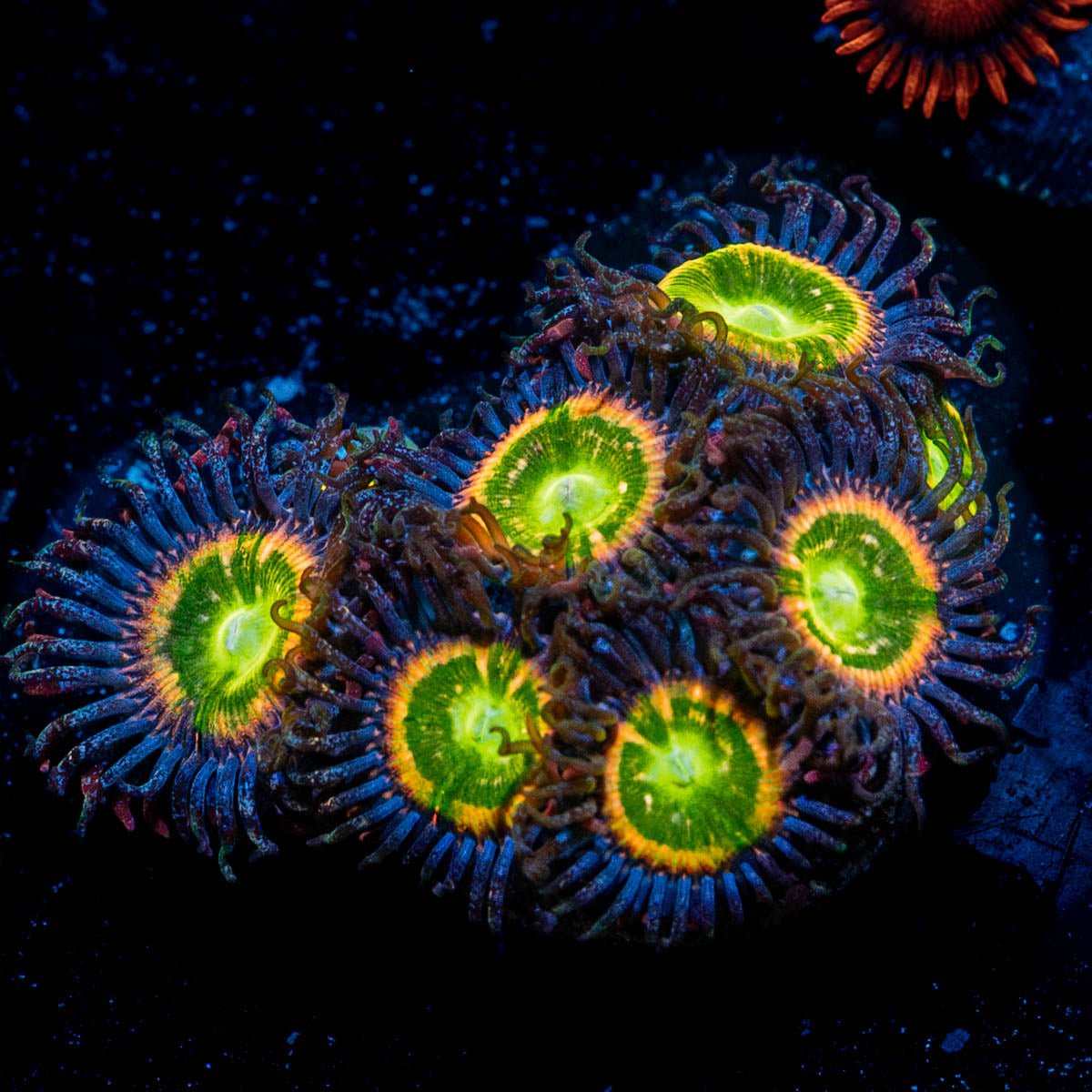 Tinker Bell Zoanthid - riptide aquaculture llc