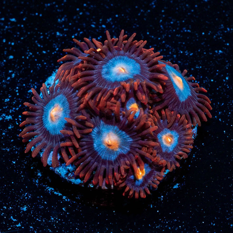 Stitches Zoanthid