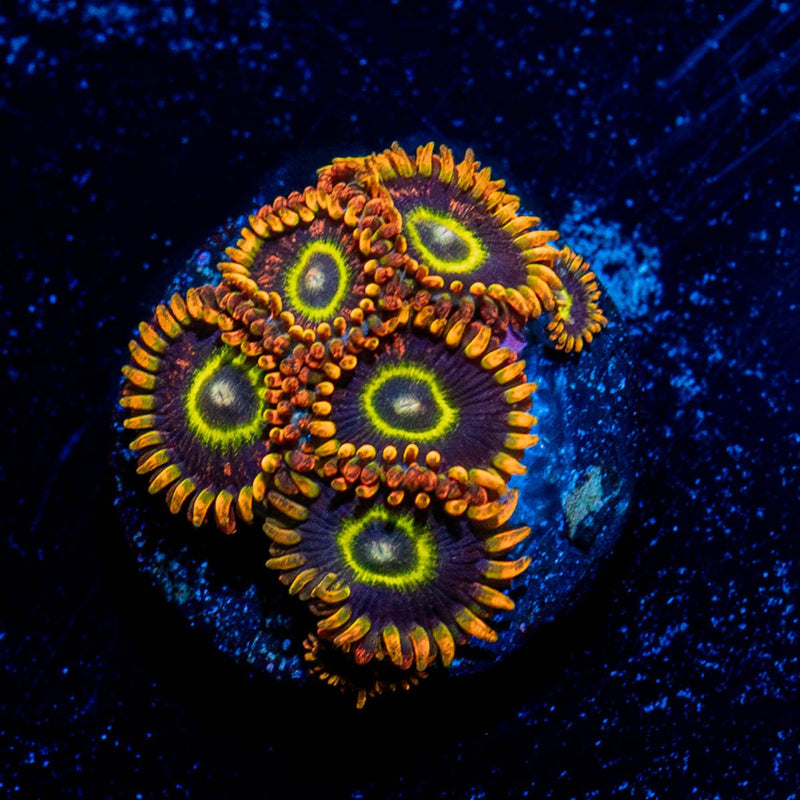 Rainbow Hornet Zoanthid