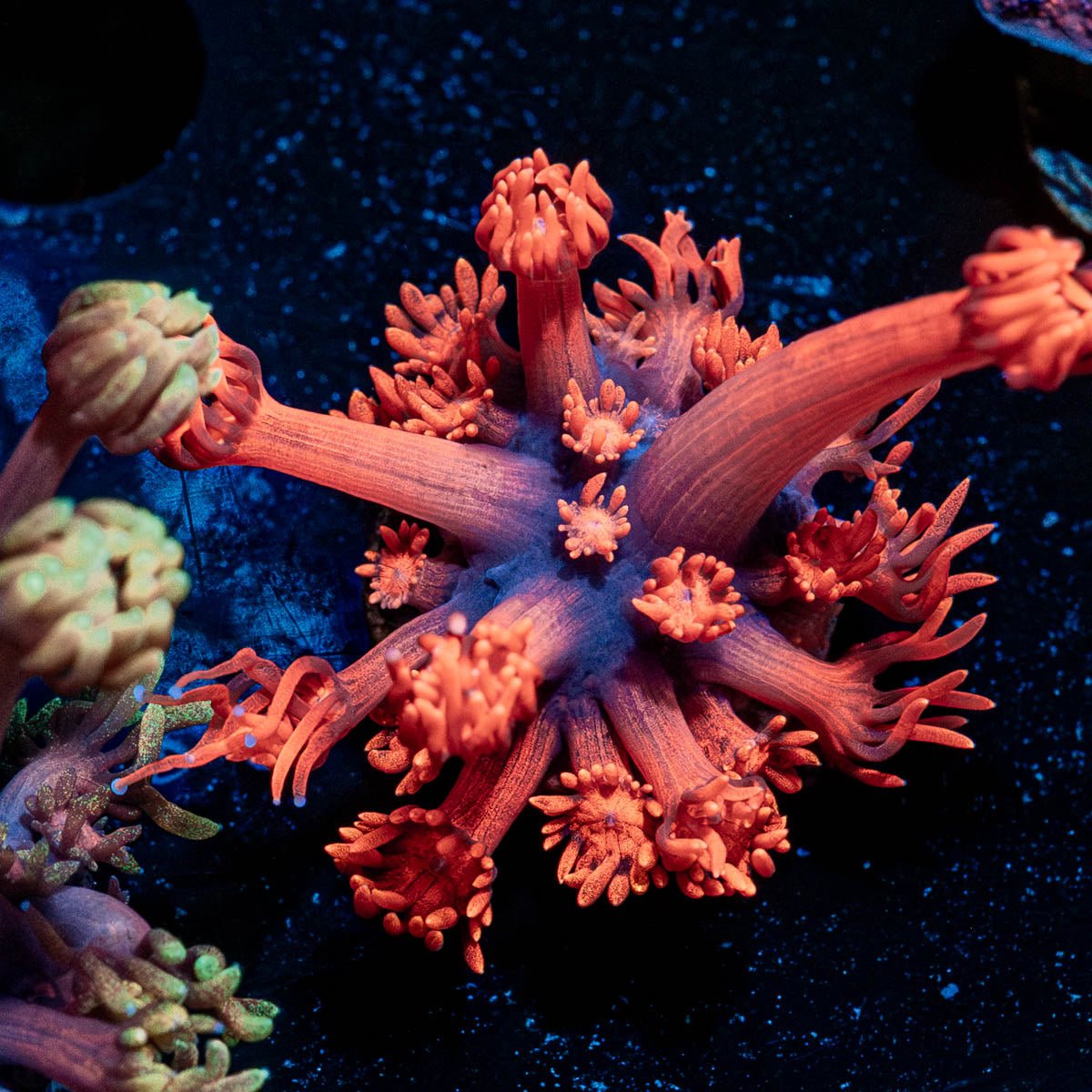 Red bull Goniopora - riptide aquaculture llc