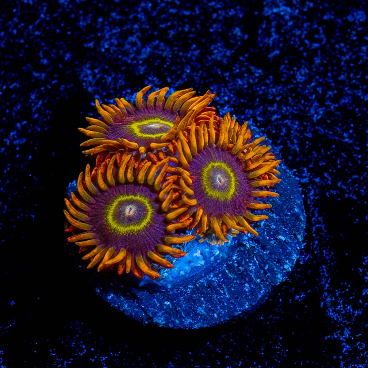 Rainbow Hornet Zoanthid - riptide aquaculture llc
