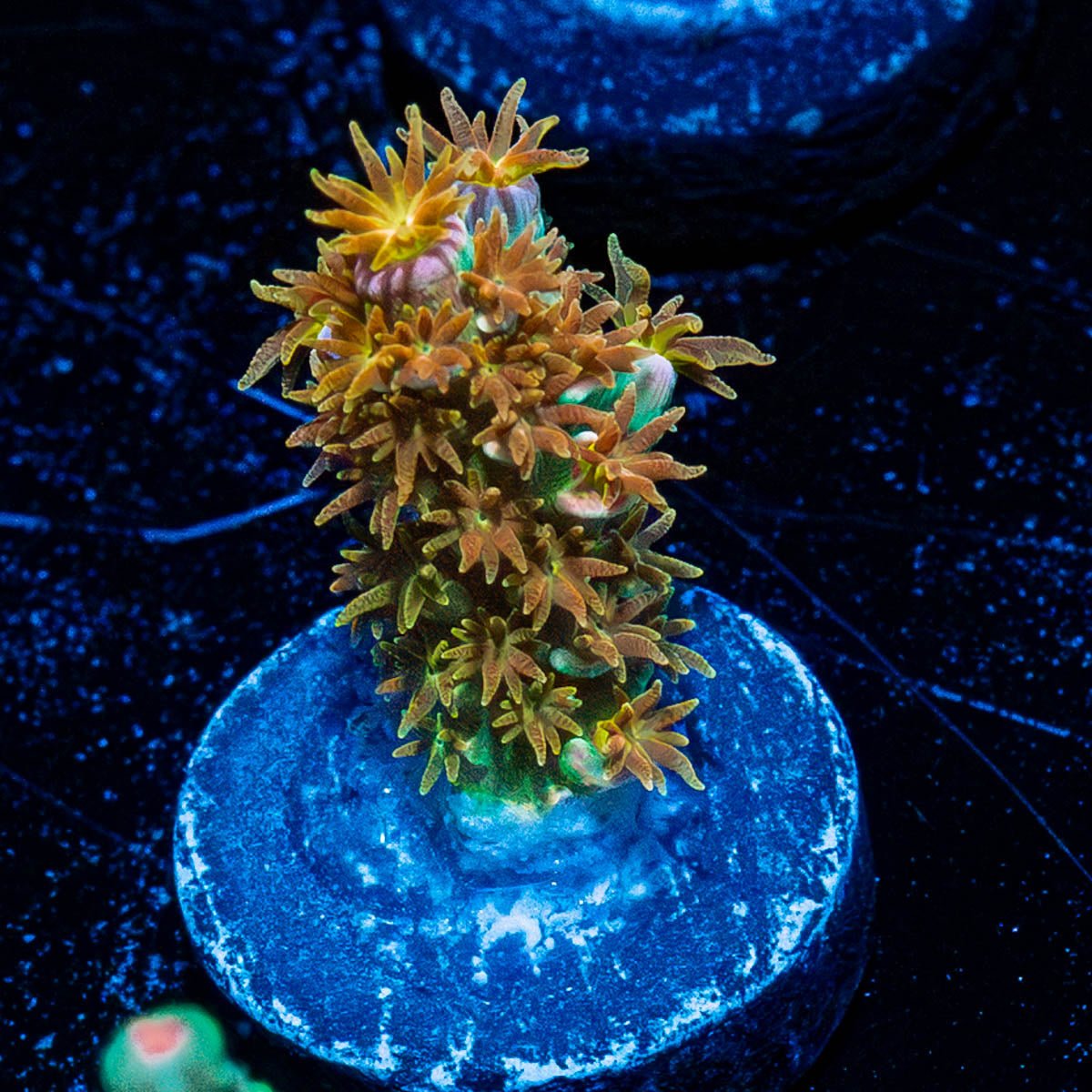 WD JR Tenuis - riptide aquaculture llc