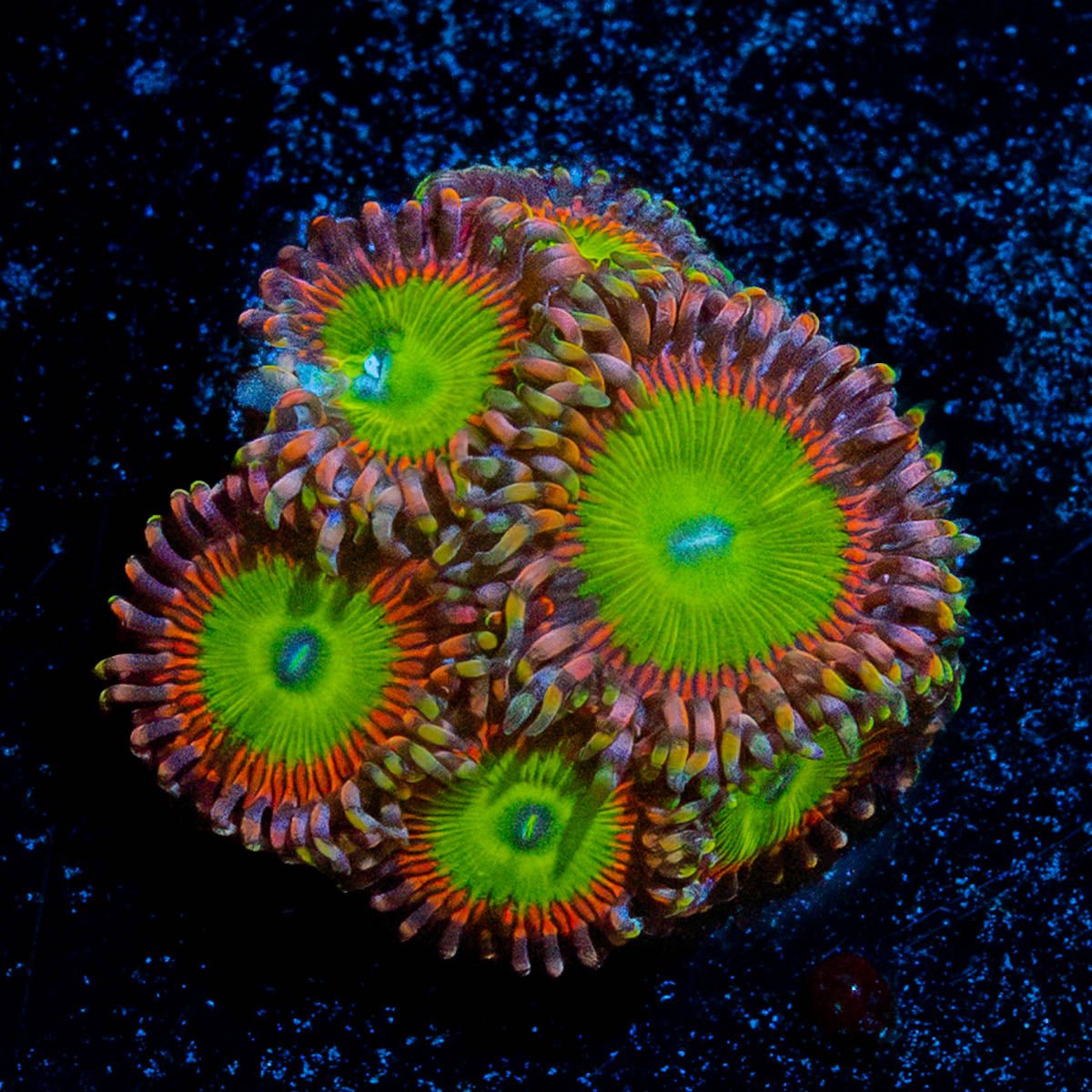 Latin Lovers Zoanthid - riptide aquaculture llc