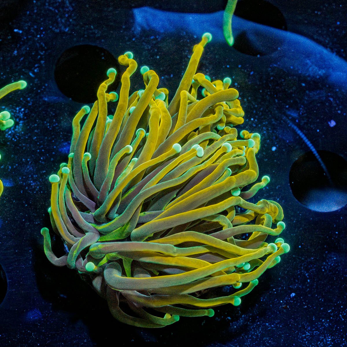 Gold Torch - riptide aquaculture llc