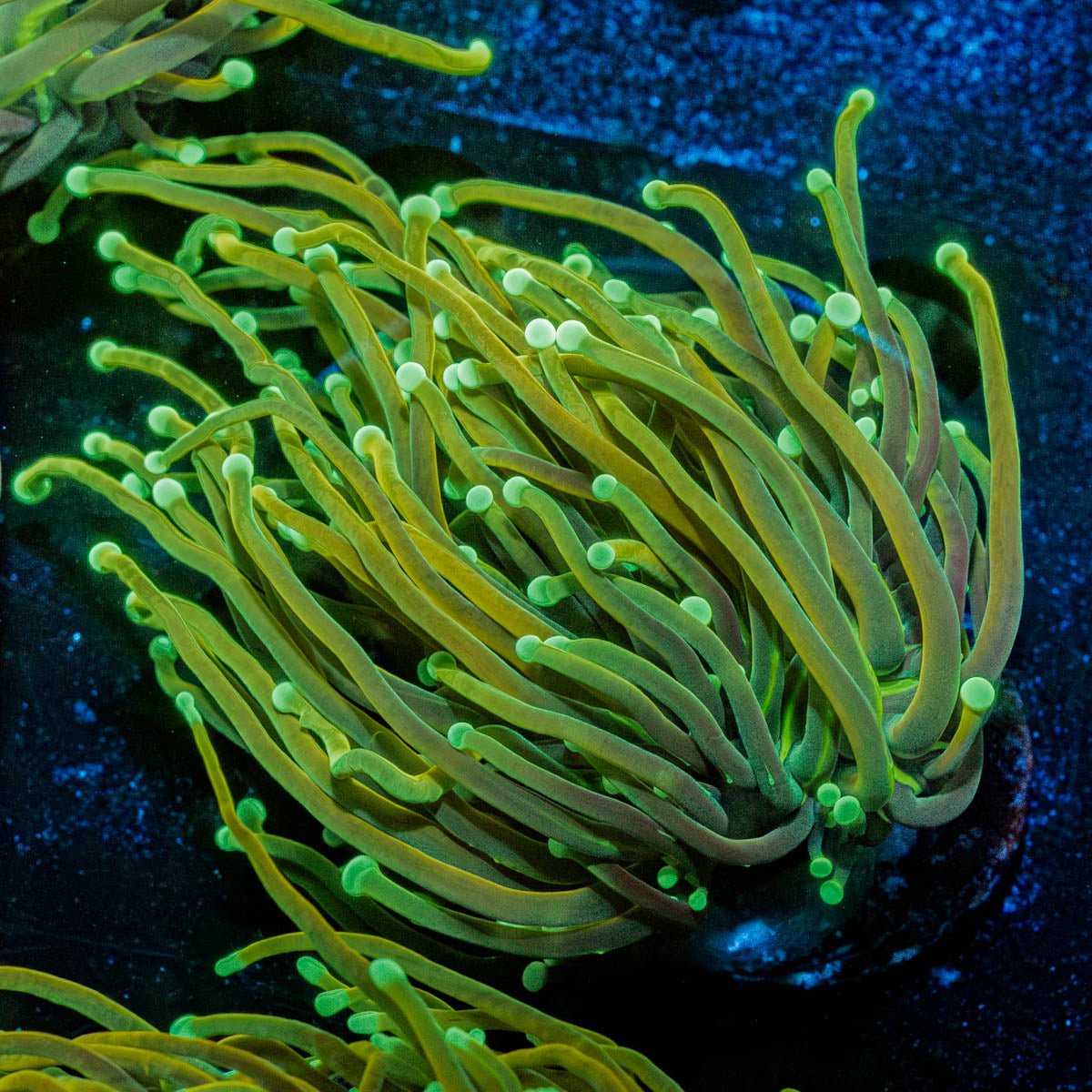 Gold Torch - riptide aquaculture llc