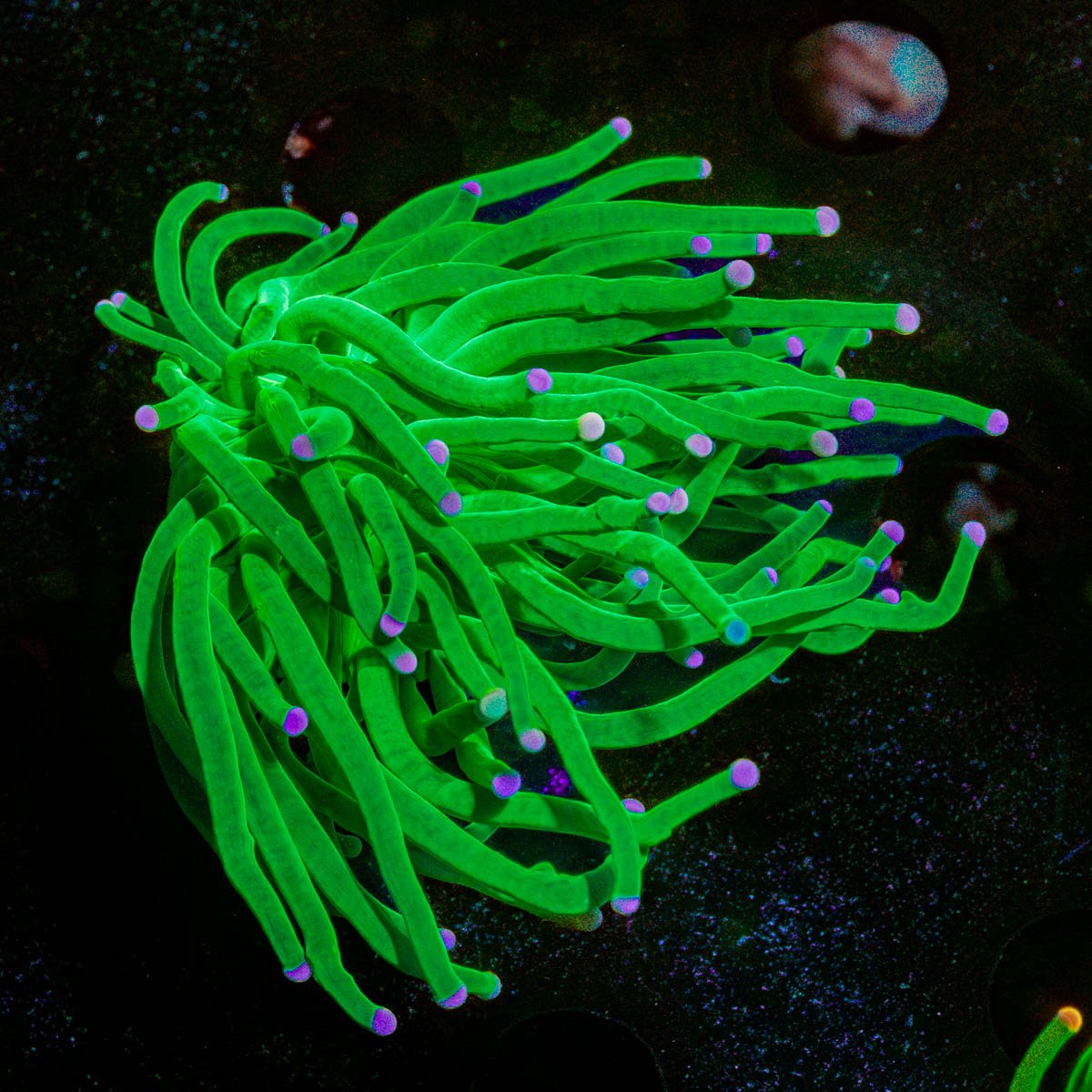 Incredible Hulk Torch - riptide aquaculture llc