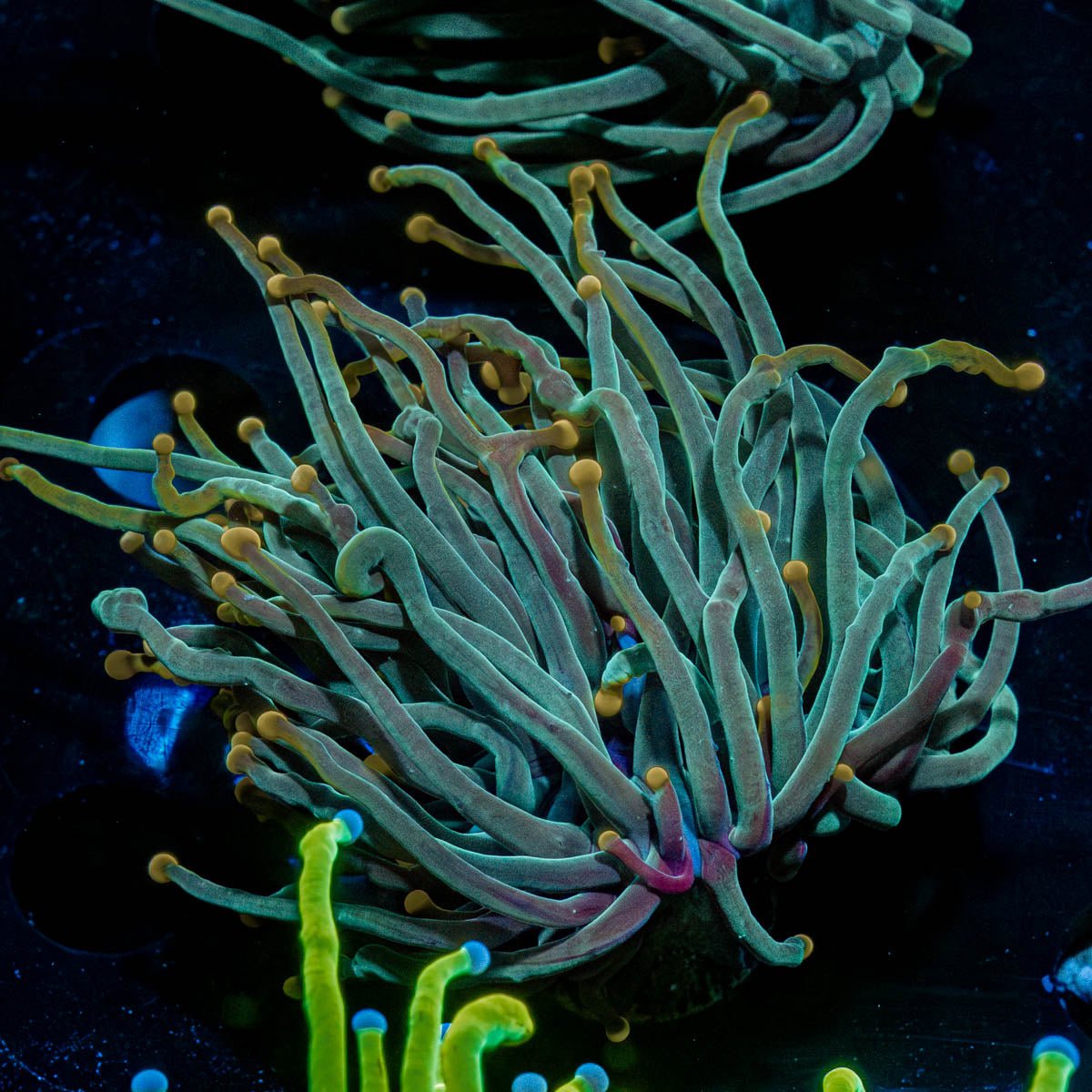 2GC Rapunzel Torch - riptide aquaculture llc