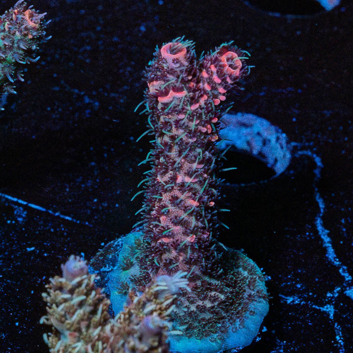 Judge Judy Millie - riptide aquaculture llc