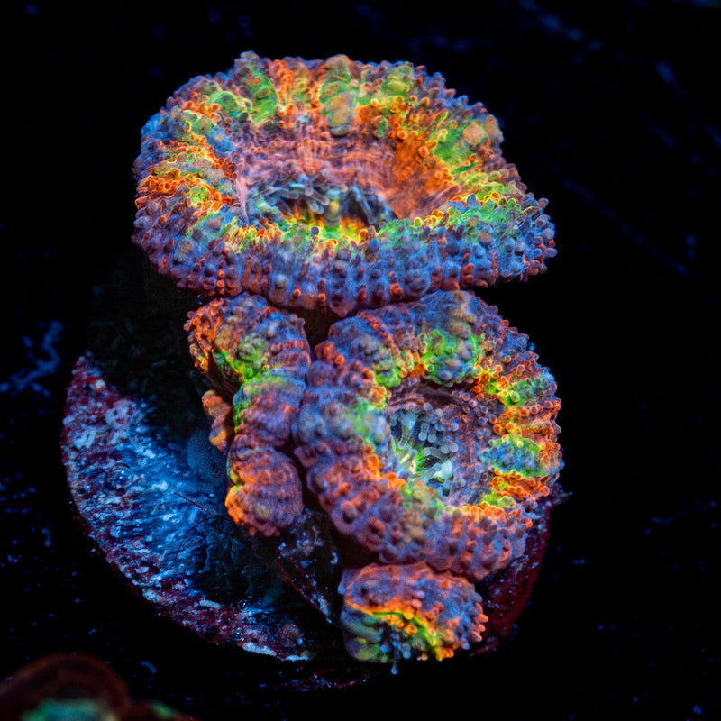 Clown Shoes Rainbow Acan Coral with fleshy polyps in reef aquarium