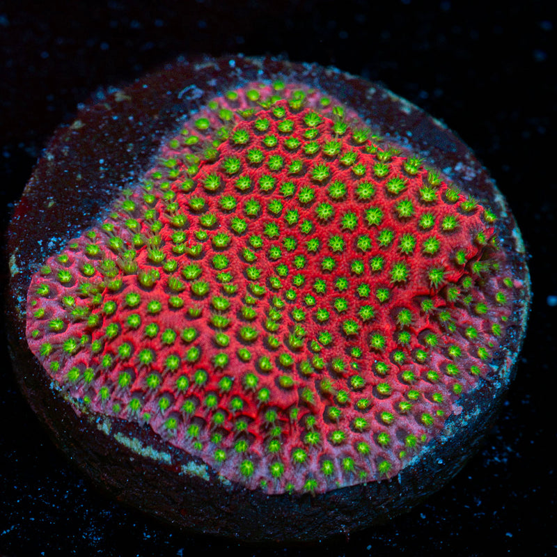 Electric Daisy Stylocoeniella Coral