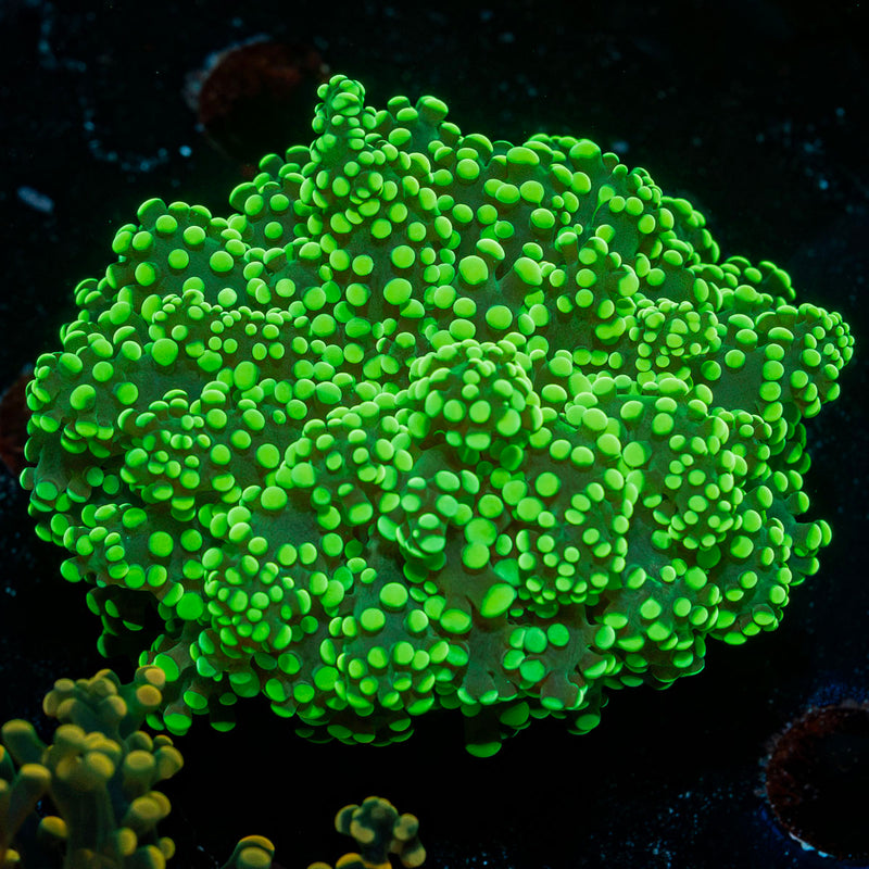 Toxic Green Octospawn Euphyllia Coral
