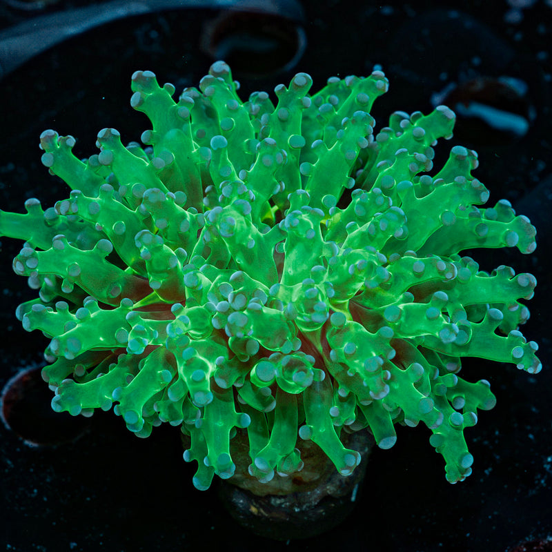 Classic FrogSpawn euphyllia Coral
