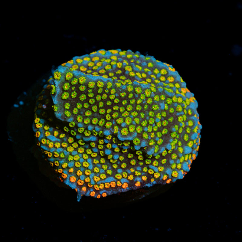 Rainbow Montipora Coral with branching growth in reef aquarium