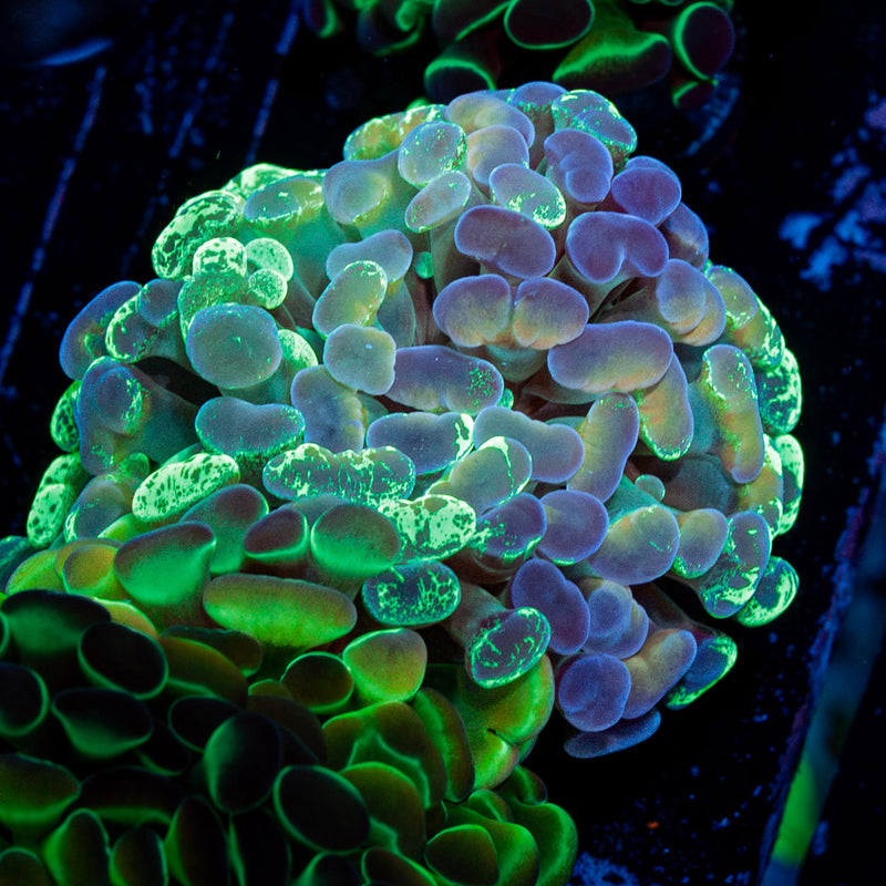 Goldie Locks Hammer Coral with branching fleshy heads in reef aquarium