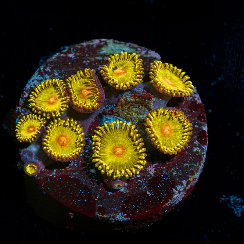 Tutti Fruity Zoanthid coral colony growth in reef aquarium