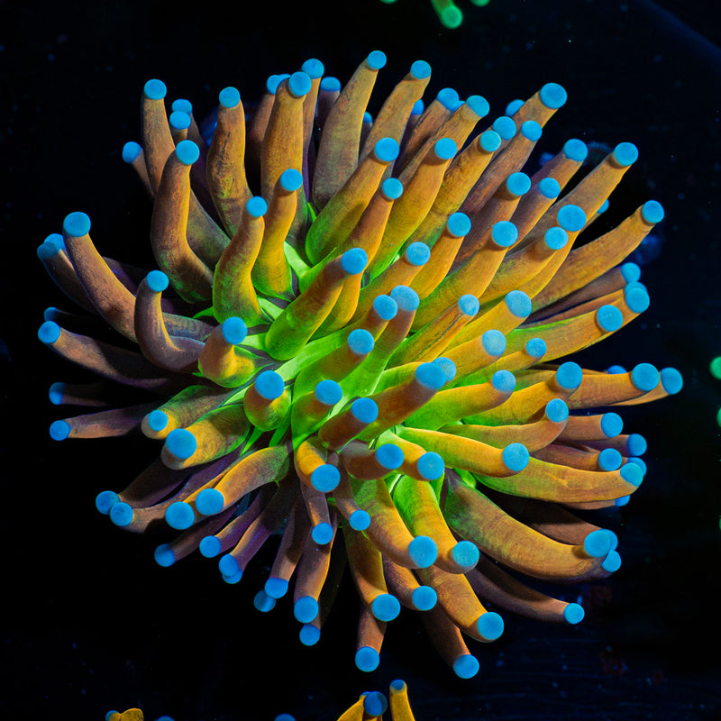 Mardi Gra Torch Euphyllia Coral