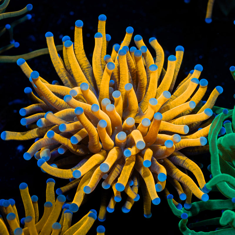 24K Torch Euphyllia Coral