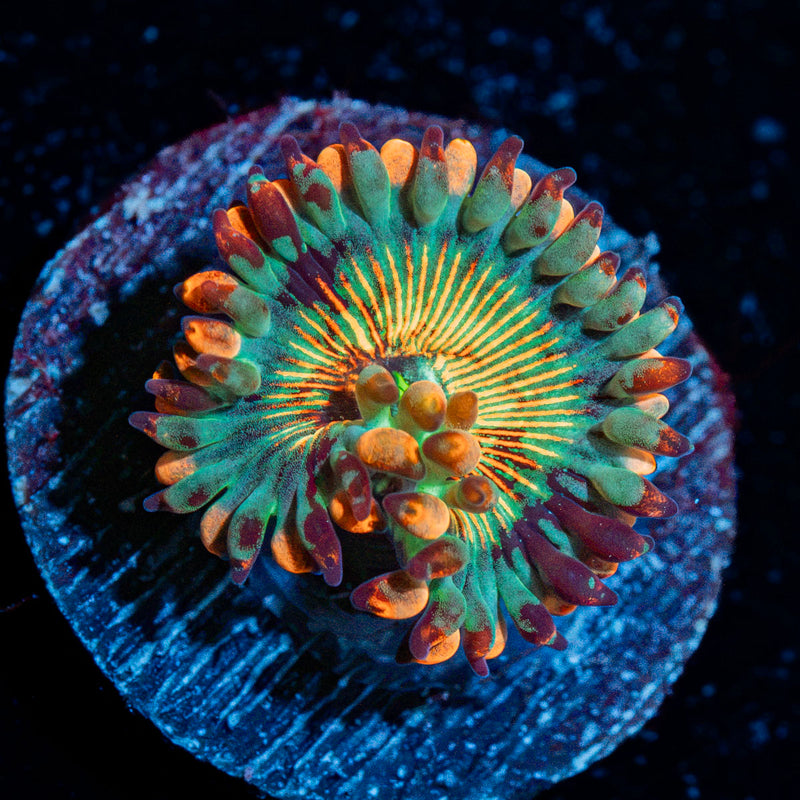 White Walker Zoanthid Coral with colony growth in reef aquarium
