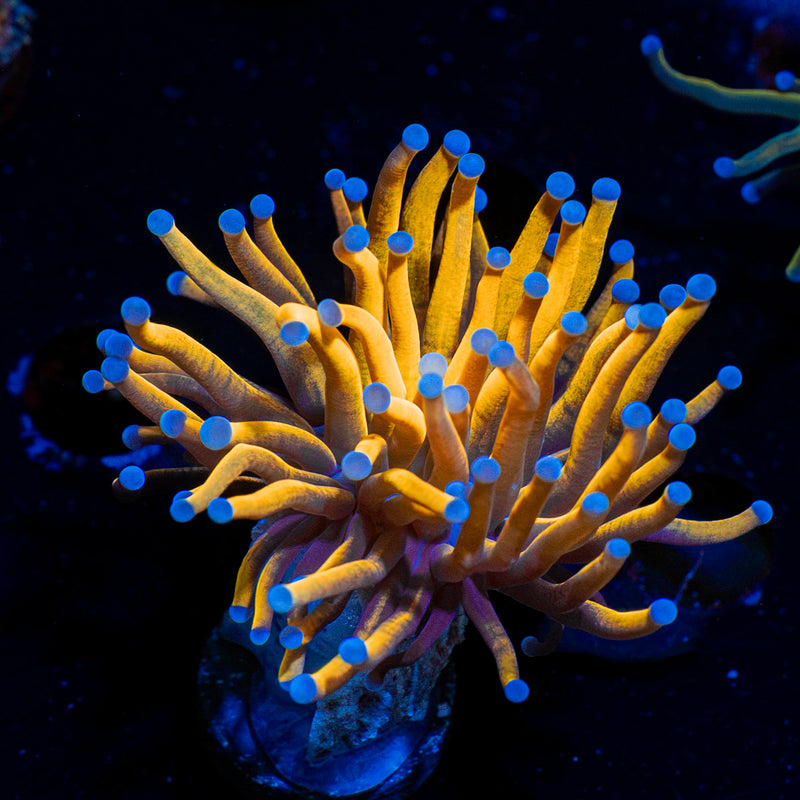 24K Torch Euphyllia Coral