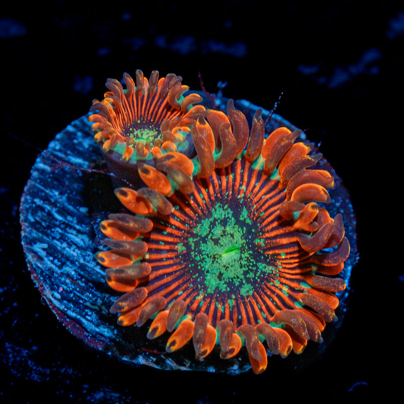 Dark Magician Zoanthid Coral with colony growth in reef aquarium