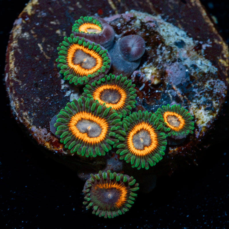 Fairy Tails Zoanthid Coral