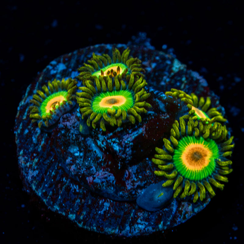 Rasta Zoanthid Coral