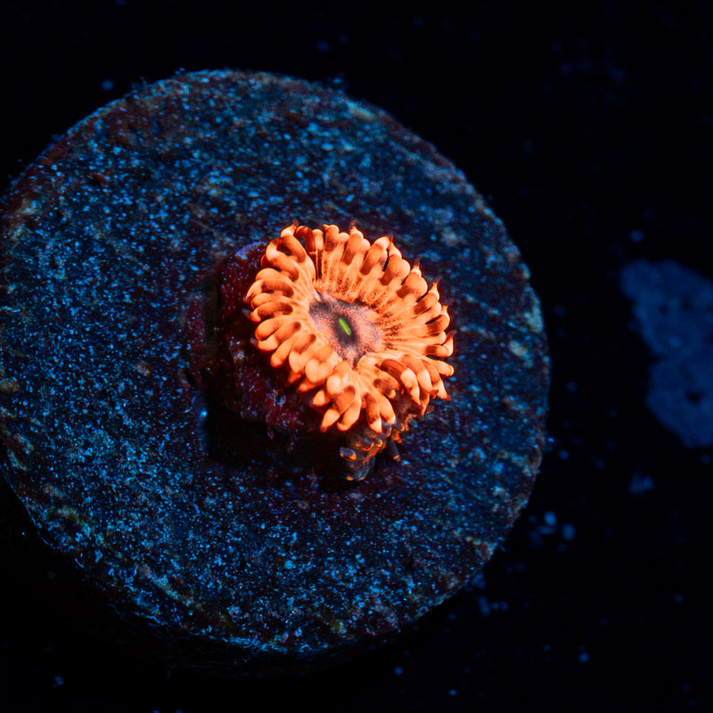 Utter Chaos Zoanthid Coral