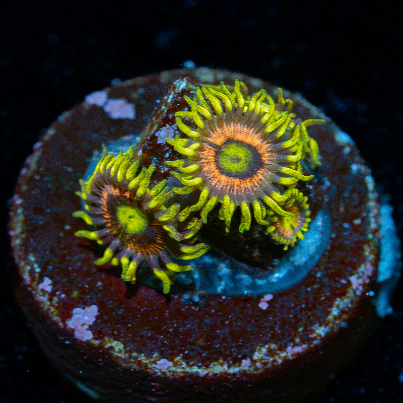 Kamikaze Zoanthid Coral