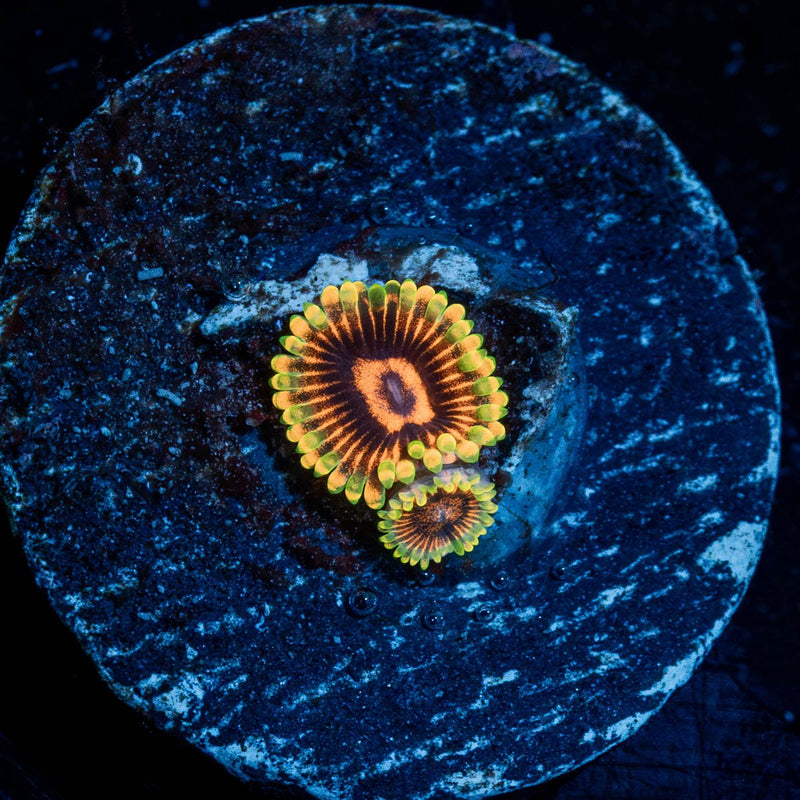 Jedi Mind Trick Zoanthid
