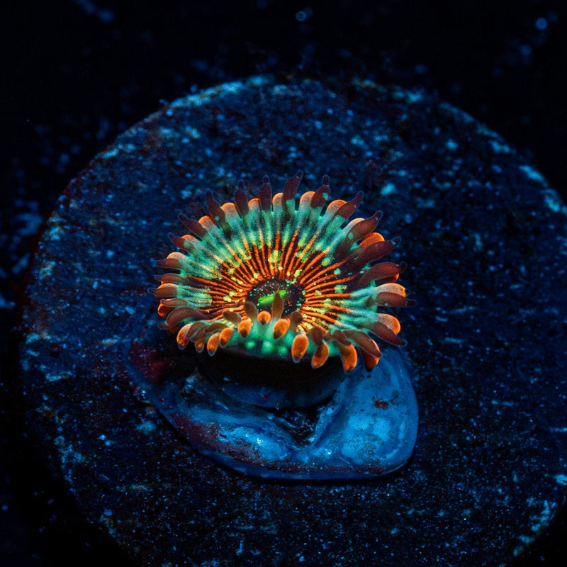 Seduction Zoanthid