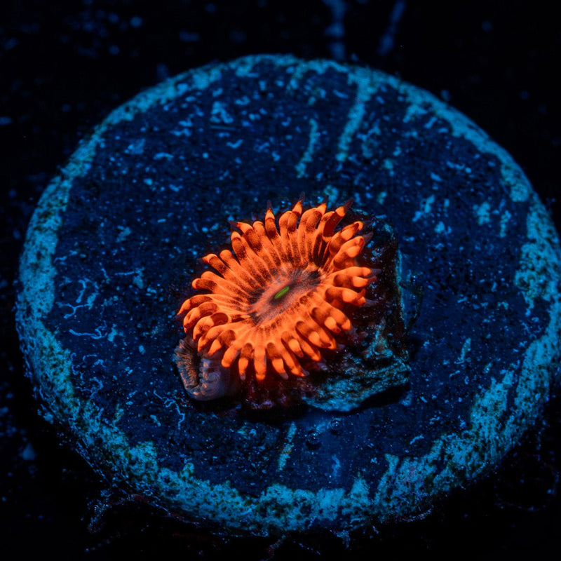 Utter Chaos Zoanthid