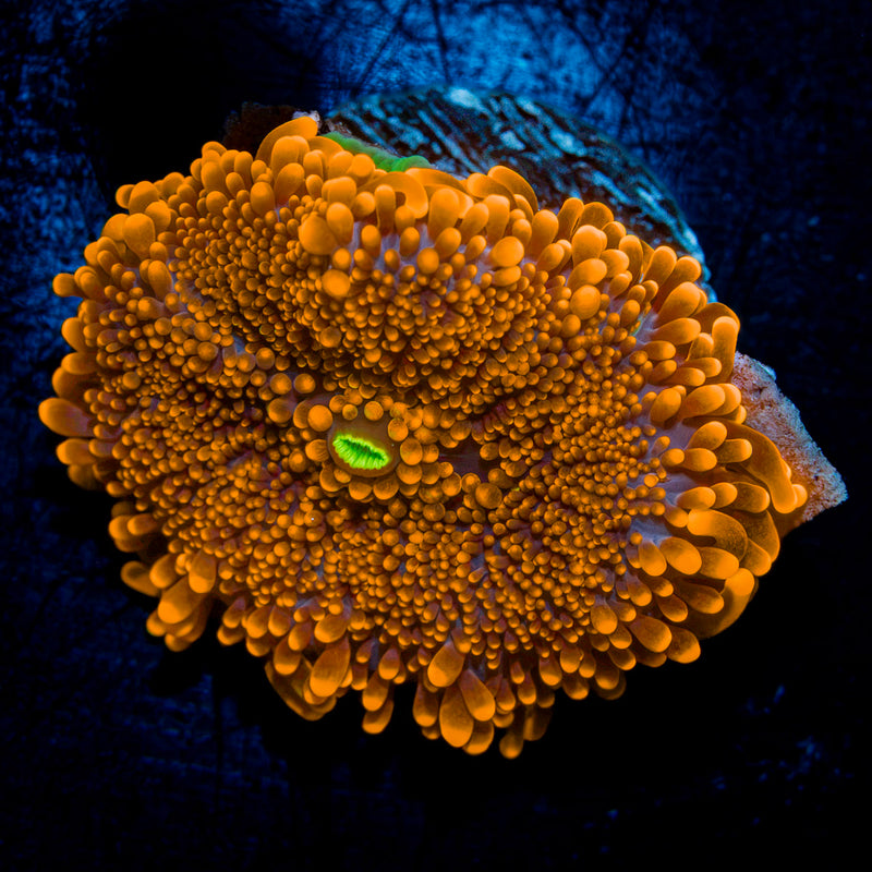 Sun Beam Yuma Mushroom Coral with mushroom disc in reef aquarium
