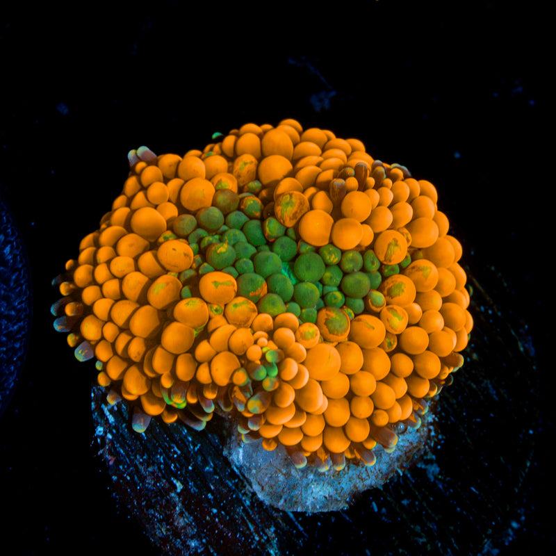 Orange Ricordea Mushroom Coral with mushroom disc in reef aquarium