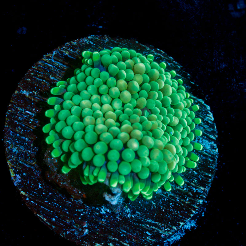 Green Ricordea Mushroom Coral with mushroom disc in reef aquarium