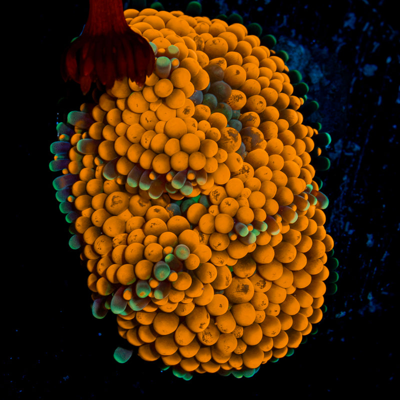 Orange Ricordea Mushroom Coral with mushroom disc in reef aquarium
