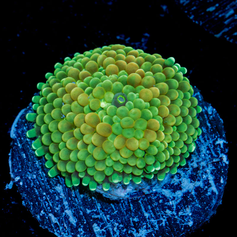 Lime Ricordea Mushroom Coral with mushroom disc in reef aquarium