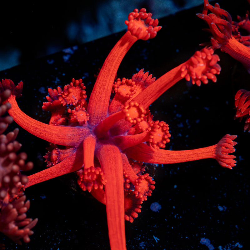 Red bull Goniopora Coral with flower-like polyps in reef aquarium