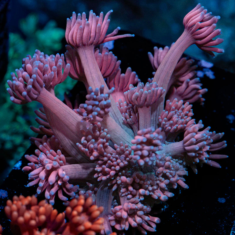Purple Passion Goniopora Coral with flower-like polyps in reef aquarium