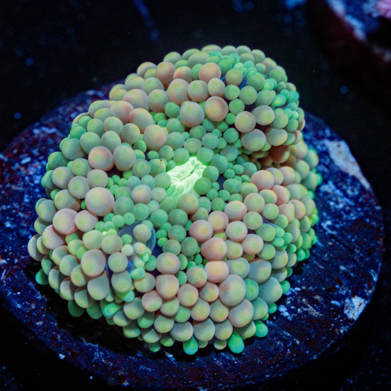 Pinky Ultra ricordea Mushroom